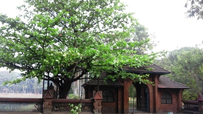 Lion's Park