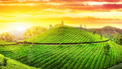 Tea Gardens