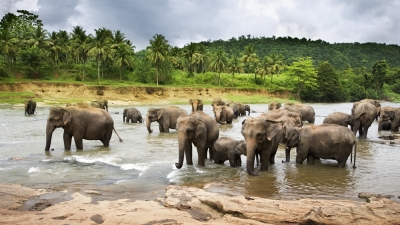 Kameng Elephant Reserve