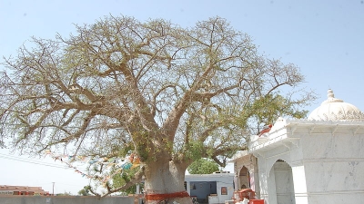 Kalpvriksh
