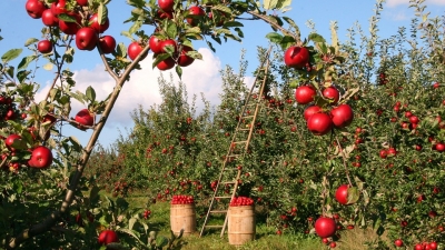 Fruit Orchards