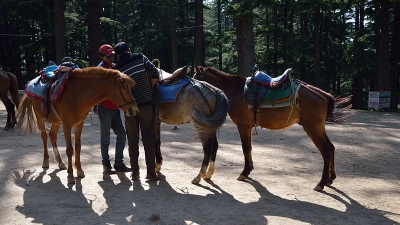 Horse Riding