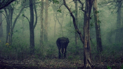 Manas National Park