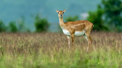 Bhetanai