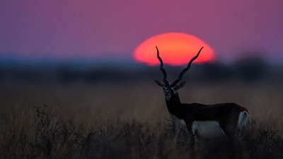 Chhapar Sanctuary