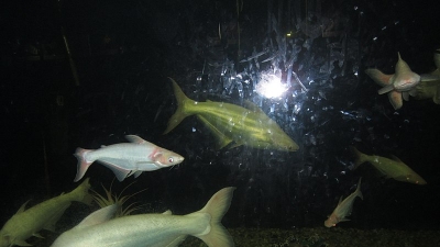 Marine Aquarium