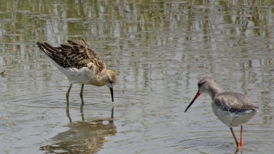 Kanjli Wetland