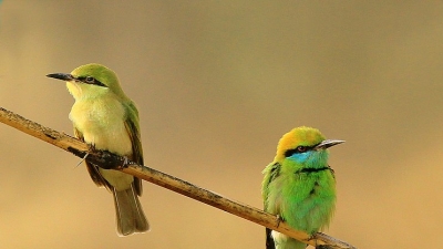 Panna National Park