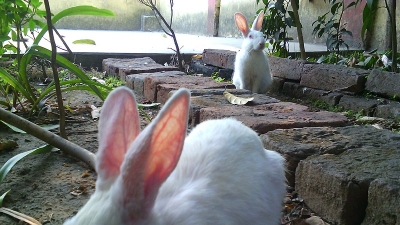 Zoological Garden