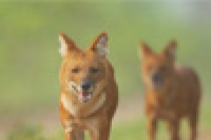 Dhole's Den Dhole's Den