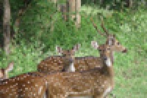 Dhole's Den Dhole's Den