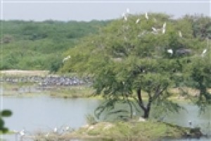 Bishnoi Village Camp and Resort Bishnoi Village Camp and Resort