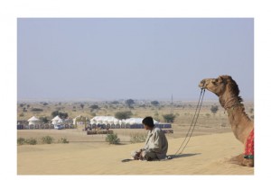 Camel safari Camel safari