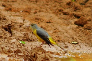 Bird Bird