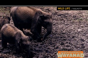 Tholpetty Wildlife Tholpetty Wildlife