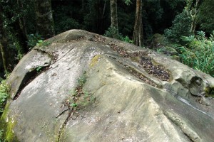 Fossil view Fossil view