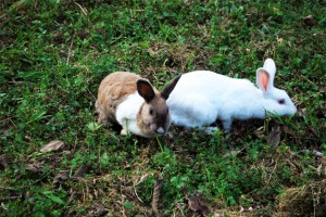 Rabbit view Rabbit view
