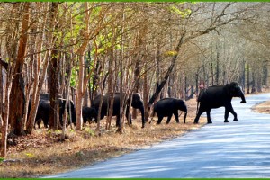 A herd of Elephant A herd of Elephant