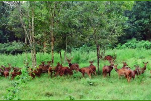 A pack of deer in Thirunelli forest A pack of deer in Thirunelli forest