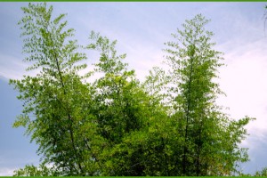 Bamboo Trees Bamboo Trees