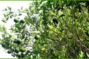Oranges Oranges