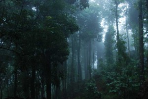 Dense Forest Dense Forest
