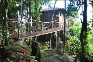 Tree House View Tree House View