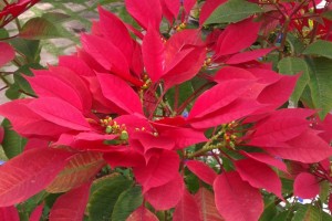 Flowers Flowers