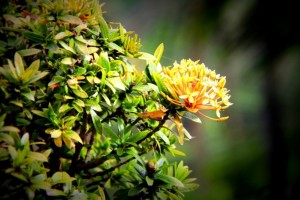 Beauty of a Flower Beauty of a Flower