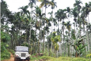 Jeep Safari Jeep Safari