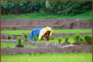 Paddy fields Paddy fields