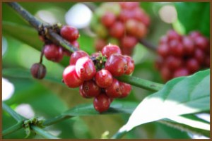 Coffee Beans Coffee Beans