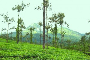 Tea Estate View Tea Estate View