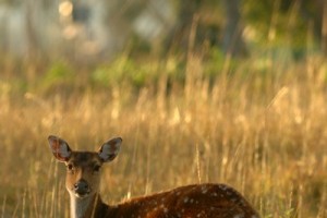 Wildlife1 Wildlife1