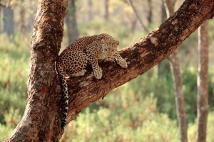 Wildlife2 Wildlife2