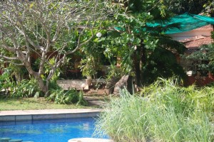 Tamarind Tree Poolside Tamarind Tree Poolside