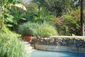 Poolside Greenery Poolside Greenery