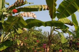 Banana Grove Banana Grove