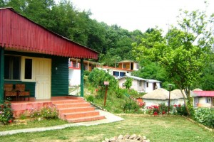 Garden Garden