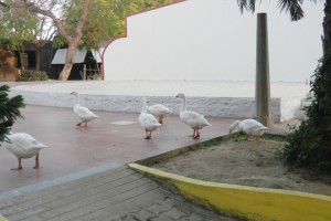 Ducks Ducks