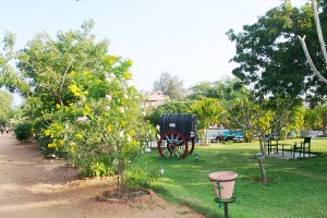 Lawn Area Lawn Area