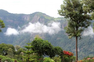 Nature Nature