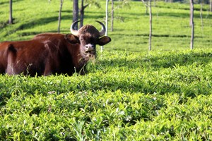 Tea garden Tea garden