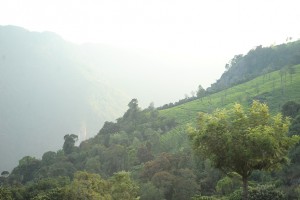 Misty morning Misty morning
