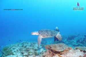 Marine Wildlife Marine Wildlife