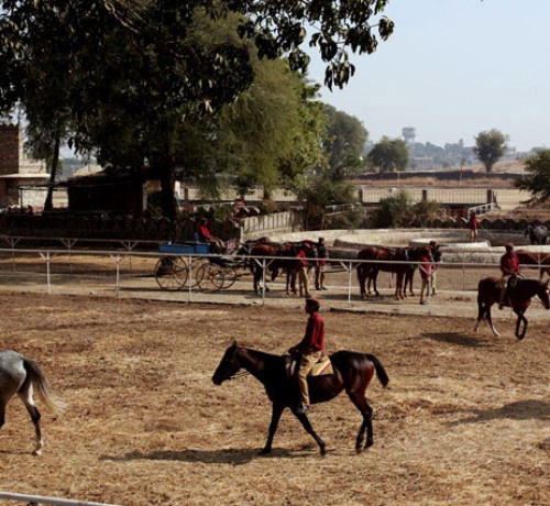Stud_farm003 Stud_farm003