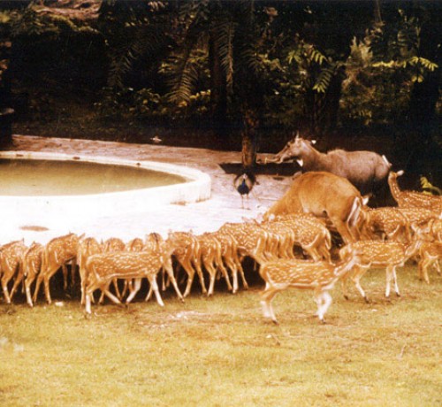 007deer_park 007deer_park