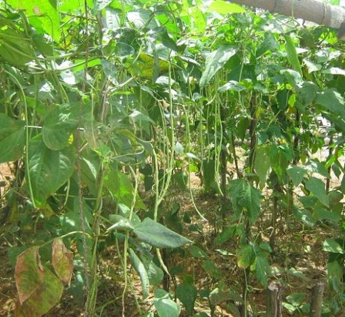 Organic Farm Organic Farm