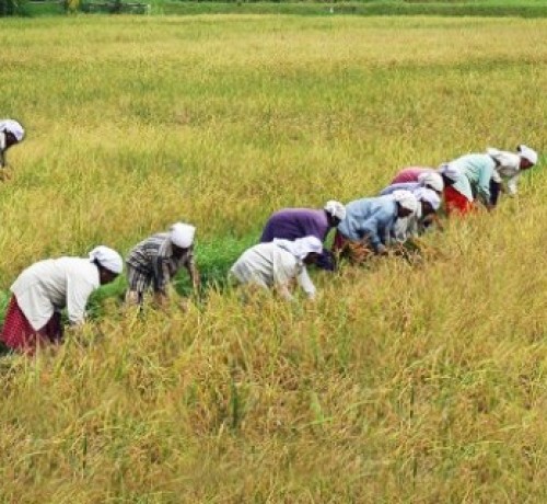 Paddy Fields Paddy Fields