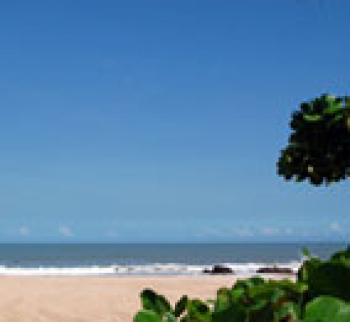 The beach with tree